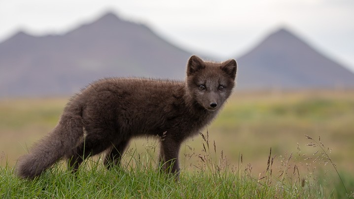 Polarfuchs